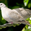 Eurasian Collared-Dove